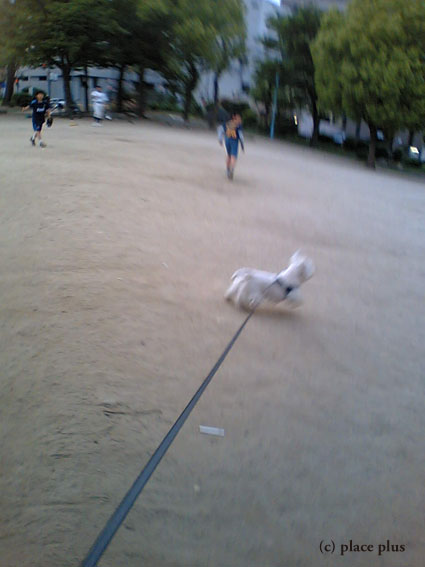 野球犬_b0107163_18531177.jpg