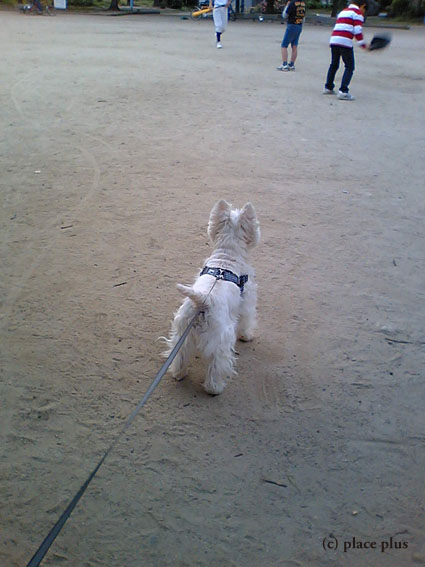 野球犬_b0107163_18532329.jpg