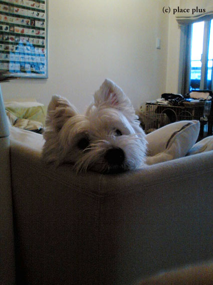 野球犬_b0107163_18533694.jpg