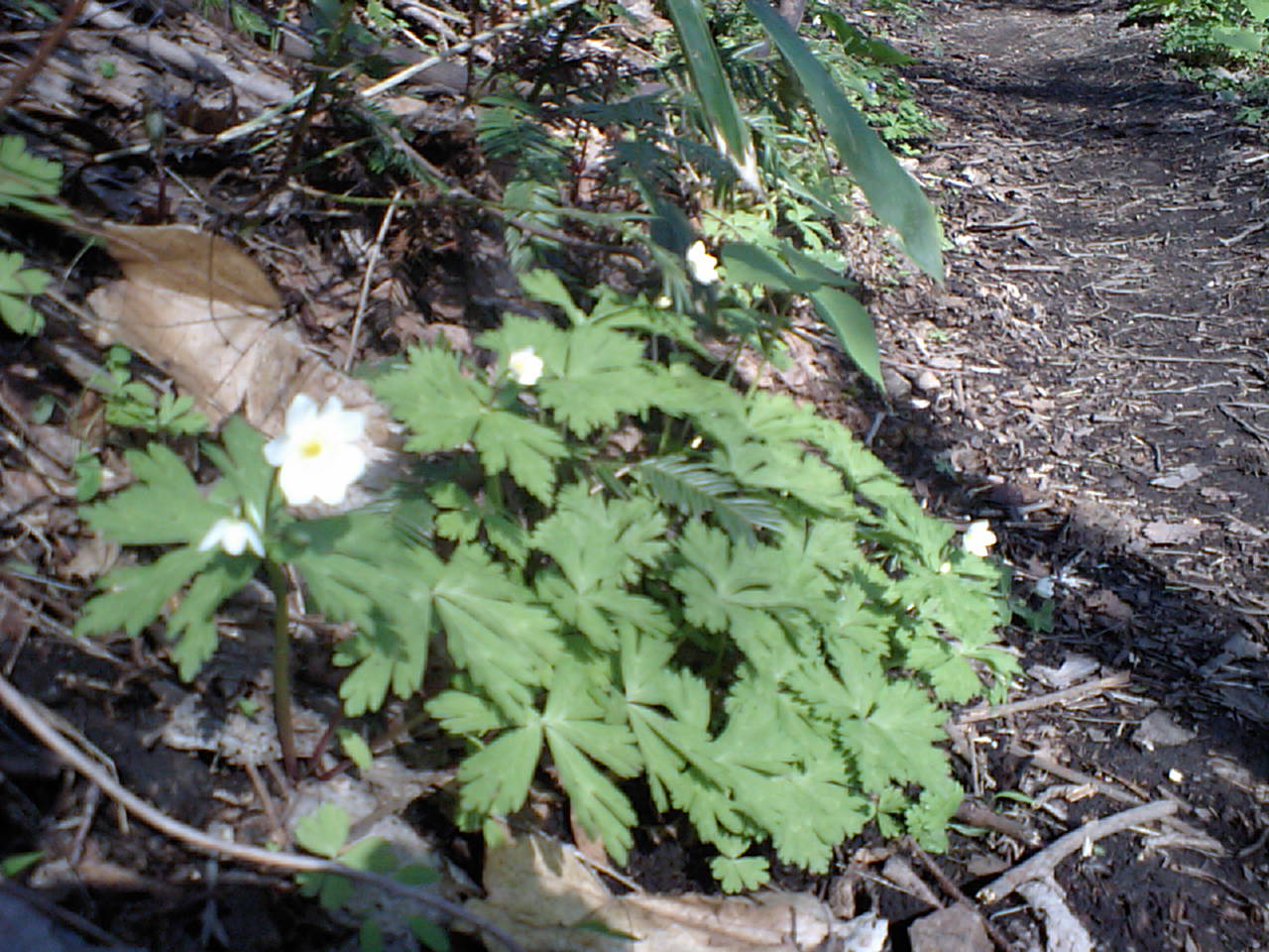 d0098665_18233149.jpg