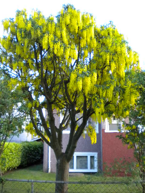黄色い花の咲く木 写真サイトです