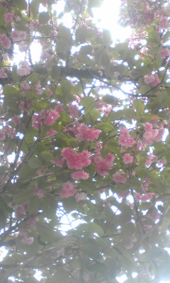 八重桜_b0008478_357352.jpg