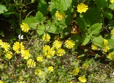 c0135480_1544354.jpg
