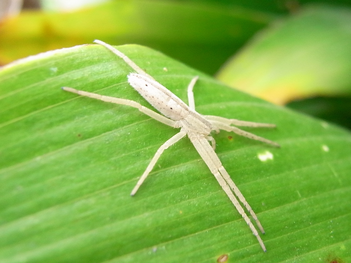 川のそばで撮った網を張らないクモ三種 写ればおっけー コンデジで虫写真