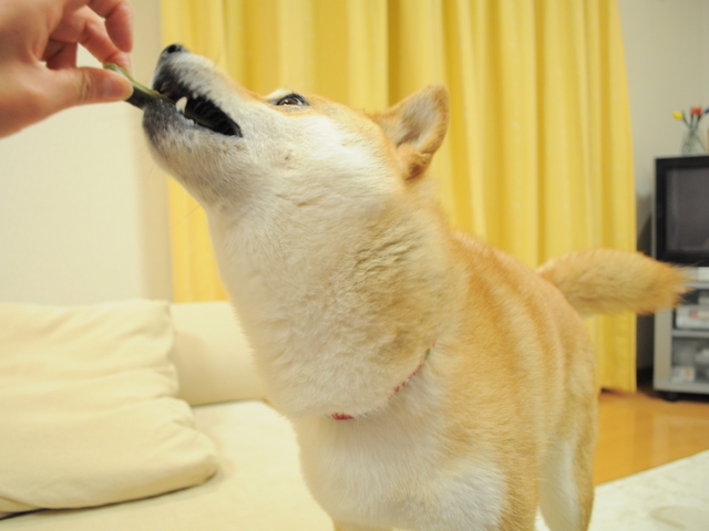 熱が出ちゃった_a0126590_673152.jpg