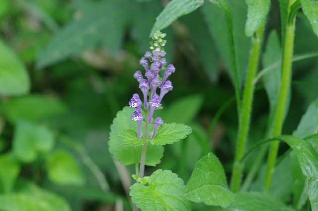 ■　さきがけの花たち　　　10.5.15　　　（ハルユキノシタ、オカタツナミソウ、ナワシロイチゴ）_e0070891_20273352.jpg