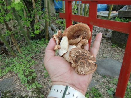 魚沼の自然_a0128408_18134072.jpg