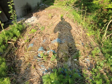 魚沼の自然_a0128408_18153689.jpg