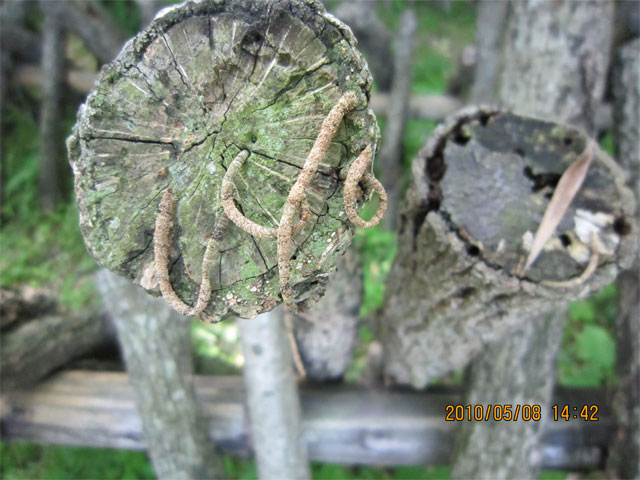 椎茸のクヌギでよ く見ると動いていた虫 昆虫ブログ むし探検広場