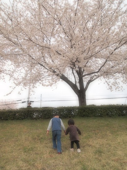 季節外れのSAKURA　PHOTO_f0194109_2239111.jpg