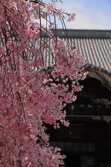 尾道の桜　その２_f0181310_11334836.jpg