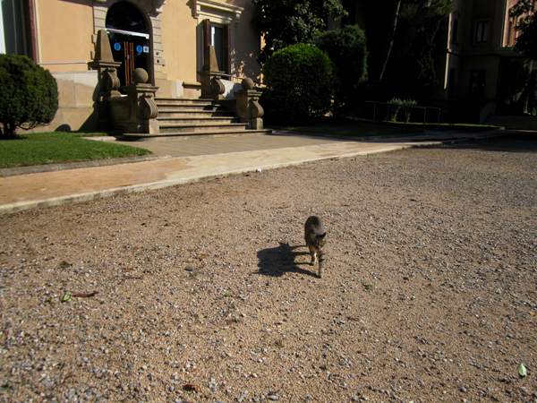 Diagonal通りモデルチェンジ投票 Votar para la reforma del Diagonal_b0064411_01303.jpg