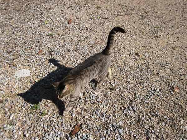 Diagonal通りモデルチェンジ投票 Votar para la reforma del Diagonal_b0064411_0133749.jpg