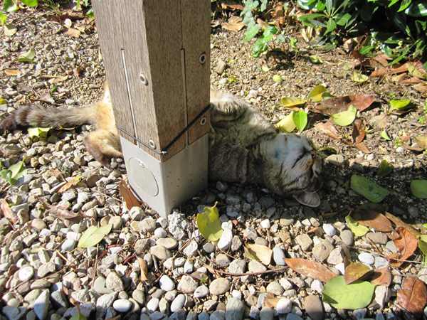 Diagonal通りモデルチェンジ投票 Votar para la reforma del Diagonal_b0064411_0182749.jpg