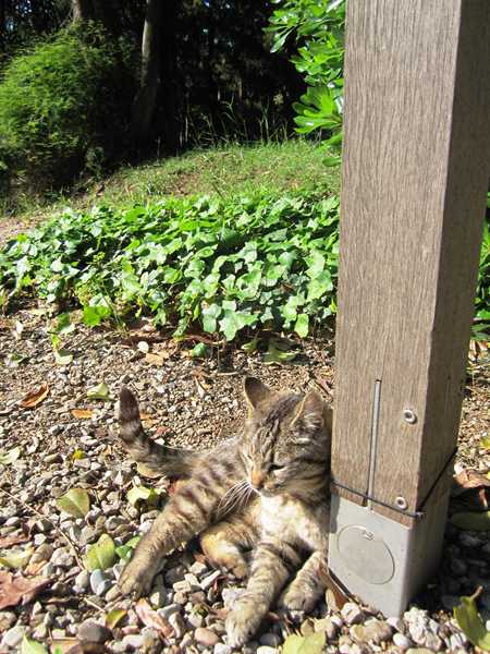 Diagonal通りモデルチェンジ投票 Votar para la reforma del Diagonal_b0064411_019733.jpg