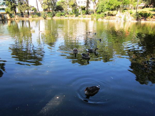 Diagonal通りモデルチェンジ投票 Votar para la reforma del Diagonal_b0064411_0211194.jpg