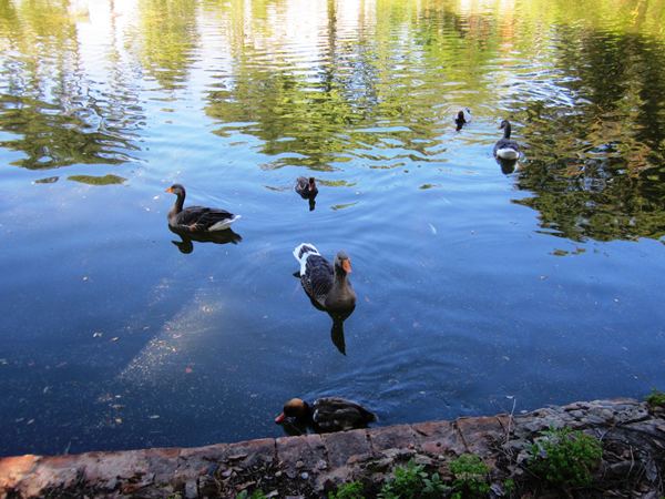 Diagonal通りモデルチェンジ投票 Votar para la reforma del Diagonal_b0064411_0214786.jpg