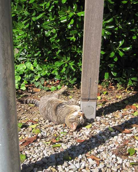 Diagonal通りモデルチェンジ投票 Votar para la reforma del Diagonal_b0064411_0223268.jpg