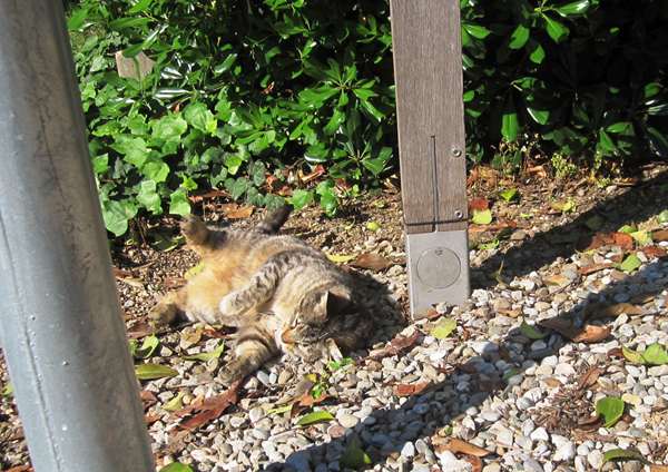 Diagonal通りモデルチェンジ投票 Votar para la reforma del Diagonal_b0064411_0225446.jpg