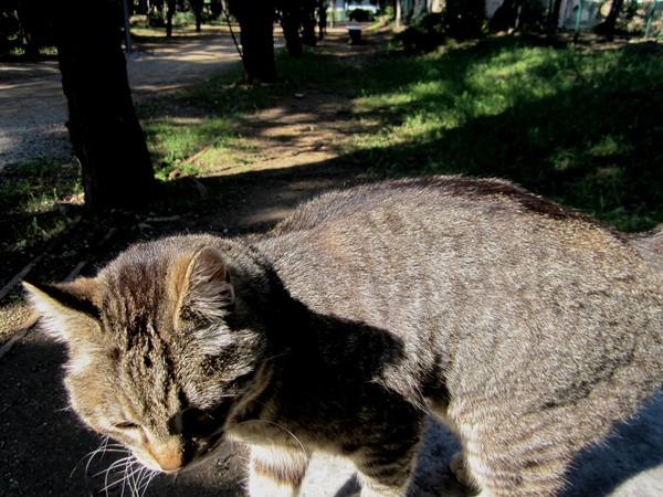 Diagonal通りモデルチェンジ投票 Votar para la reforma del Diagonal_b0064411_0235683.jpg