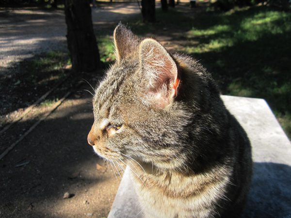 Diagonal通りモデルチェンジ投票 Votar para la reforma del Diagonal_b0064411_0242595.jpg