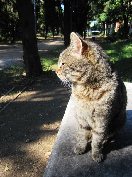 Diagonal通りモデルチェンジ投票 Votar para la reforma del Diagonal_b0064411_0245375.jpg