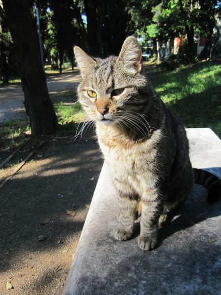 Diagonal通りモデルチェンジ投票 Votar para la reforma del Diagonal_b0064411_0253223.jpg