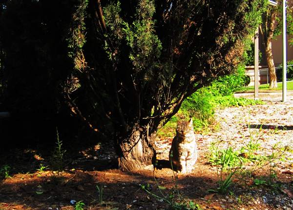 Diagonal通りモデルチェンジ投票 Votar para la reforma del Diagonal_b0064411_0262183.jpg