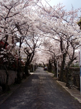 ぶら～っと春の奈良（前編）～2010年桜紀行その2～_f0043911_1131226.jpg