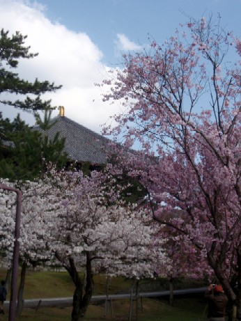 ぶら～っと春の奈良（前編）～2010年桜紀行その2～_f0043911_1140143.jpg