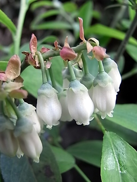 f0188413_091427.jpg