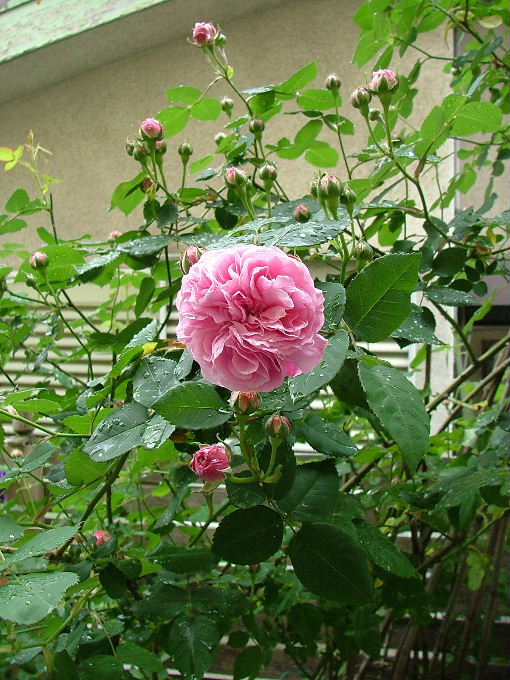 c0212214_23522338.jpg