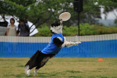 K9大会（オレオの写真編）_d0138018_12202853.jpg