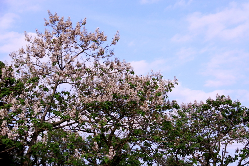 桐の花･･･いつもの市民農園にて_b0165522_9531776.jpg