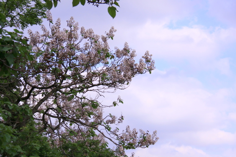 桐の花･･･いつもの市民農園にて_b0165522_9542745.jpg