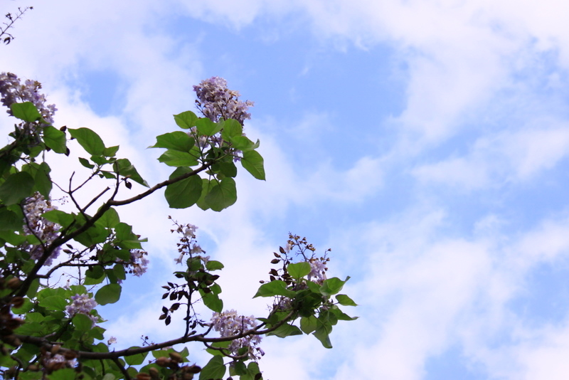 桐の花･･･いつもの市民農園にて_b0165522_9545047.jpg