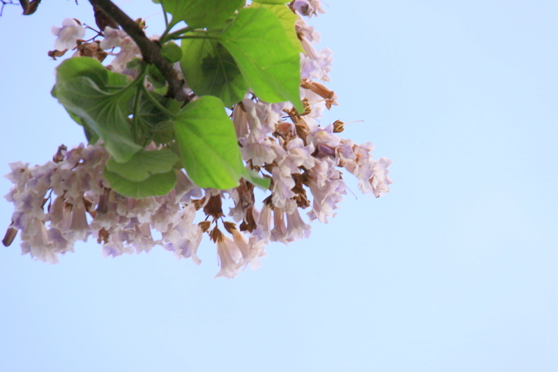 桐の花･･･いつもの市民農園にて_b0165522_956358.jpg