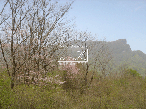 b0160123_34815.gif