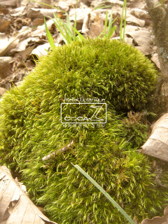 b0160123_3512543.gif