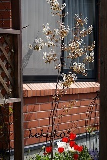 f0170524_1546372.jpg