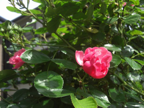 e0142430_212461.jpg