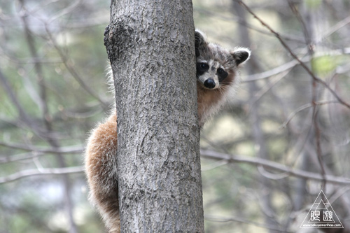 040 Derrydowns Park ～近所をブラブラと～_c0211532_14572443.jpg