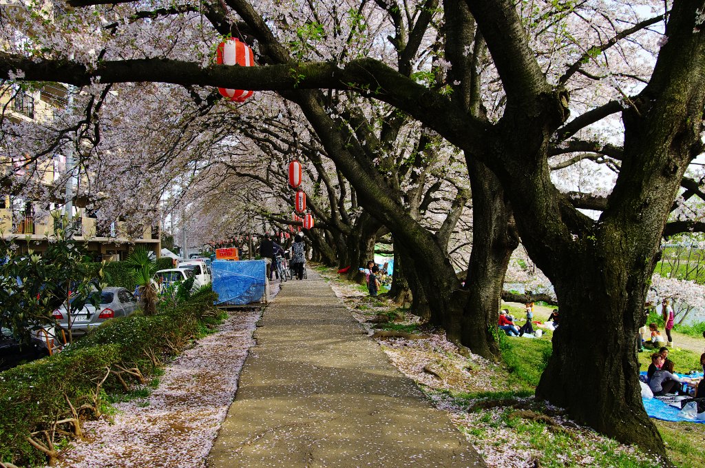 2010 桜：北越谷元荒川堤_b0058733_10192574.jpg