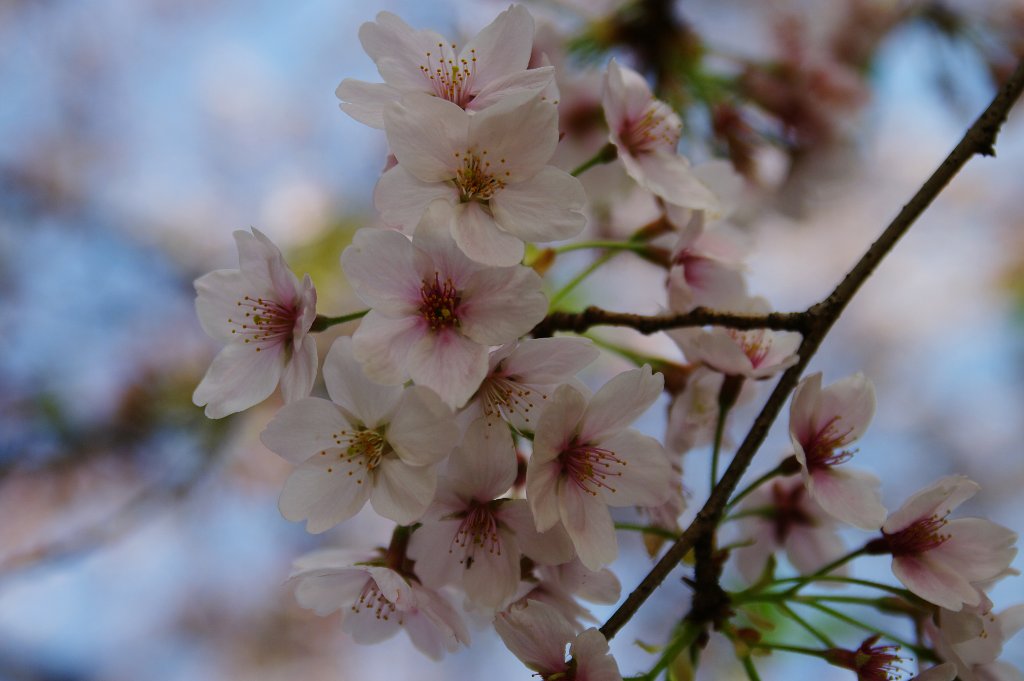 2010 桜：北越谷元荒川堤_b0058733_10194363.jpg