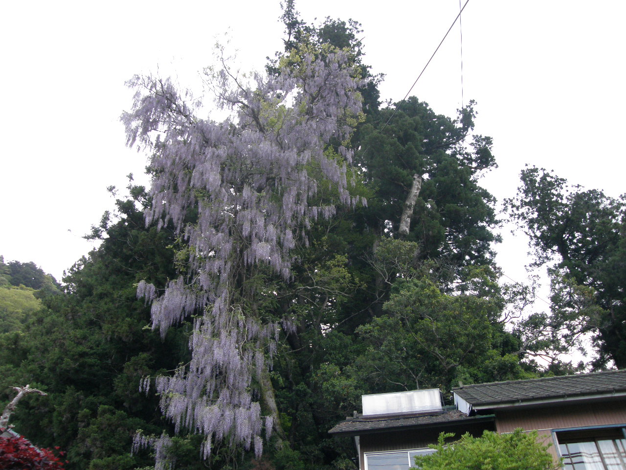 別子ダム　＆　県道6号線　＆　大杉_c0141933_0122323.jpg