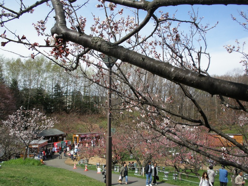 平岡梅園と中島公園_d0059240_2252750.jpg