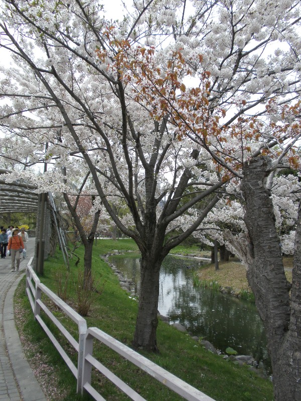 平岡梅園と中島公園_d0059240_22572260.jpg