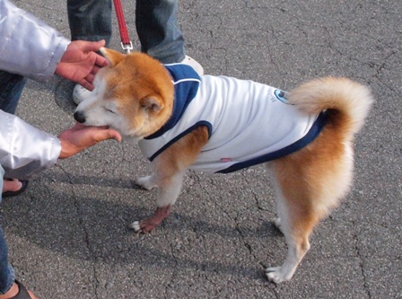 ＧＷ犬連れくるま旅　　最終日　マルメロ～毛呂山～帰宅編_b0080342_14016.jpg