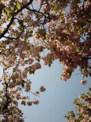 桜のころに_e0084542_21483130.jpg