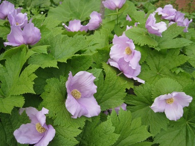 北大植物園は花盛り_f0005043_2247349.jpg